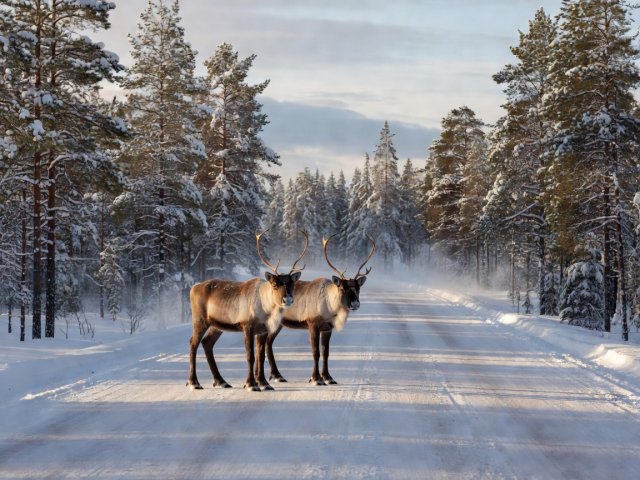 Two reindeer standing on the E75 road through pine forest in Finnish Lapland